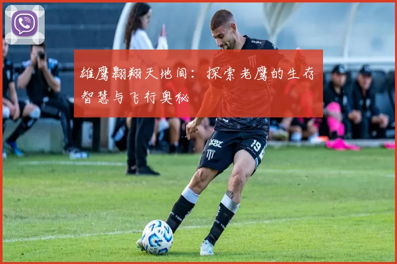 雄鹰翱翔天地间：探索老鹰的生存智慧与飞行奥秘